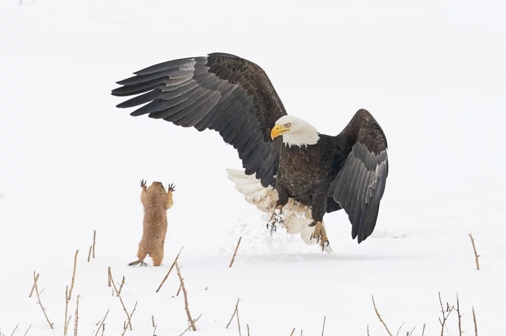 Gopher and Eagle Fight